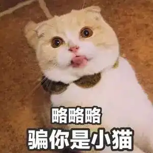  明明今年是猪年春节,可是猫奴们家中竟然是这个样子...