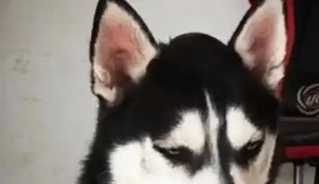  主人买二哈就一个用处,这次终于聪明了一回,结果二哈的表情神了