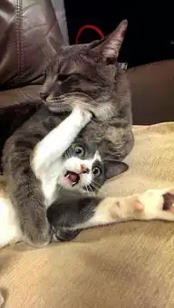  猫咪被带去医院测孕,结果尴尬发现只是吃的太胖了