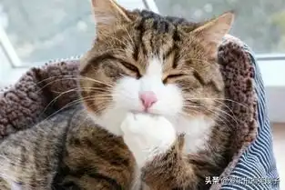 加菲猫表情包小视频恐惧