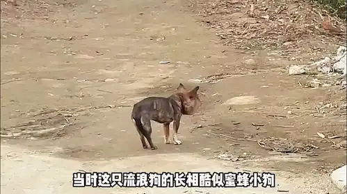  自带表情包的蜜蜂小狗被救后,背后的故事却让人忍不住破防