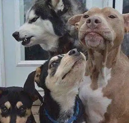  养一只爱抢镜的狗,是什么体验