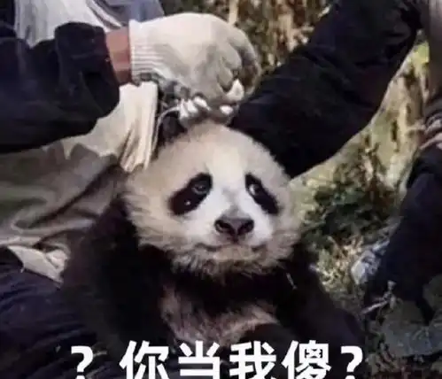 聊天各聊各的是什么体验也许这就是所谓的友谊吧,哈哈 聊天各聊各的是什么体验也许这就是所谓的友谊吧,哈哈