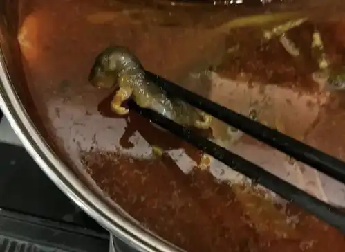  第727期孕妇吃火锅捞出老鼠店员担心的话,给你两万把孩子打了