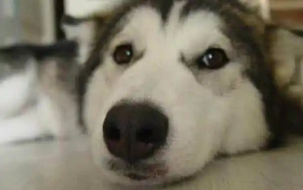  铲屎官唱歌太难听,竟让二哈露出了这表情,太有趣了