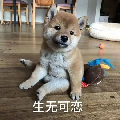  搞笑gif段子这是猫粮你不能吃