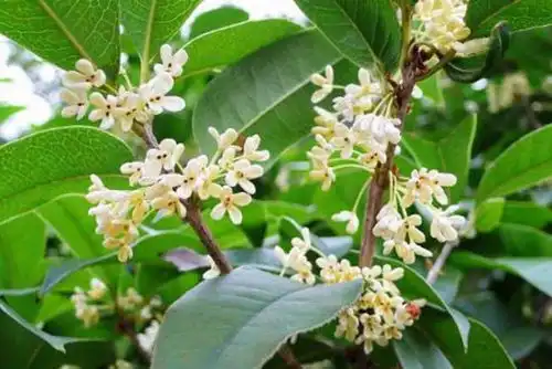 请问桂花树有什么种类 请问桂花树有什么种类