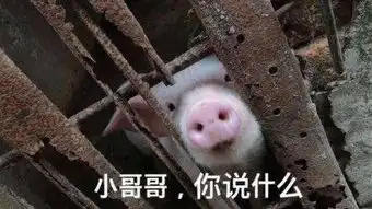  火爆的猪猪表情包,快来领养一只吧