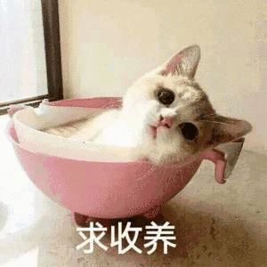 今日份沙雕表情包2元撸猫,5元合照 今日份沙雕表情包2元撸猫,5元合照