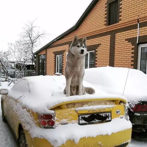  送大家几张哈士奇魔性表情包,拿走不用谢