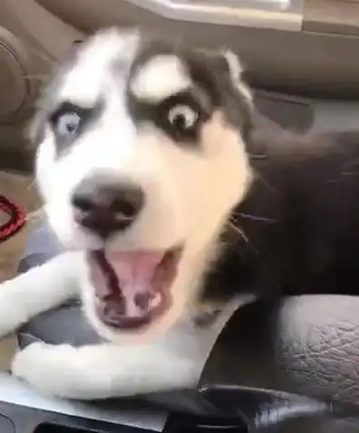  主人来接寄养的二哈,狗狗一脸冷漠看着他下次给医院送装修费吧