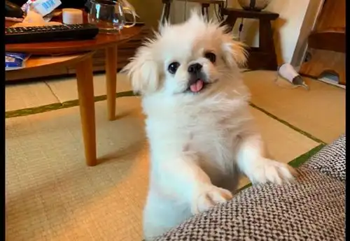 好不好嘛表情包撒娇狗狗