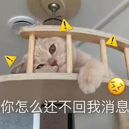  公主殿下您的表情包库该更新了,备好了萌猫表情包,欢迎莅临检阅