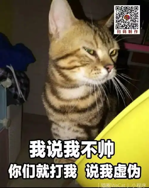  你用你家猫做过什么沙雕表情包猫圈话题