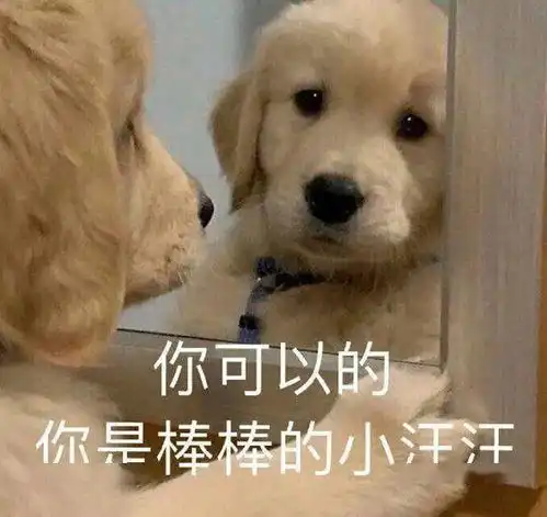 狗狗开心表情包图片备考