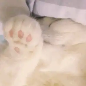  一组萌萌的猫爪表情包