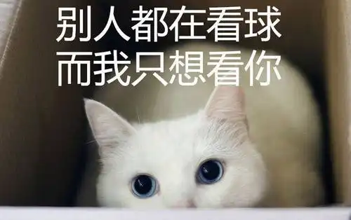 担心表情包猫咪句子