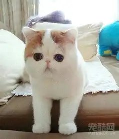  谁知道这种猫咪是什么猫大概多少钱太可爱了,想买一只