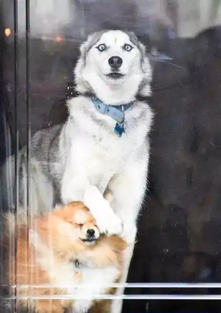  别的狗子打架靠实力,二哈打架靠表情,一大波表情包来袭