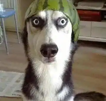  狗我是想反抗的,但现实告诉了我,我不能