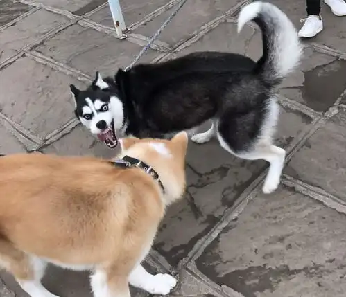  养哈士奇吗一言不合就拆家的那种