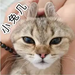  全新猫咪斗图表情包来啦