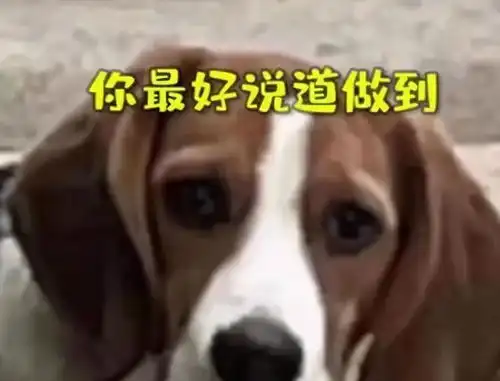  赔碗10万网友帮这只狗狗维权