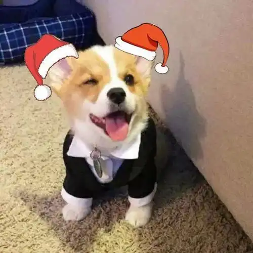  听说研小微的人都可以领到圣诞帽