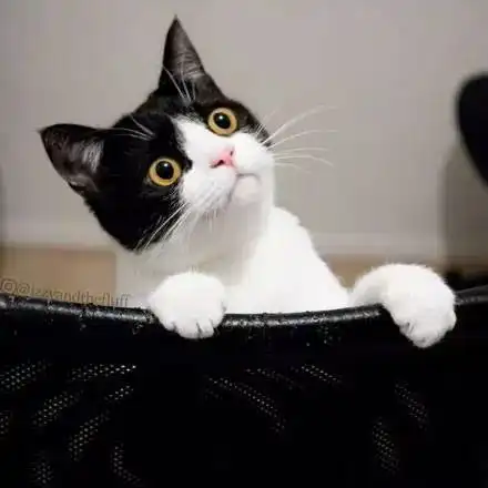  奶牛猫沙雕起来,不像是猫,像个傻子