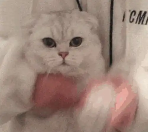  盘点最不臭的3种猫咪,最后一种身上还自带香味