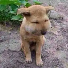  吃枇杷少了一个动作,他的嘴唇肿成香肠,这些蔬果不能想吃就吃