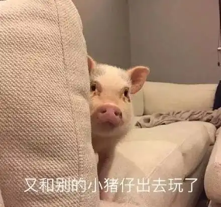 猪被打表情包不会说话