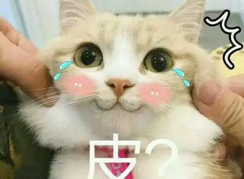 养猫咪可能并不是那么幸福,想养猫的最好进来看看,决定好再养 养猫咪可能并不是那么幸福,想养猫的最好进来看看,决定好再养