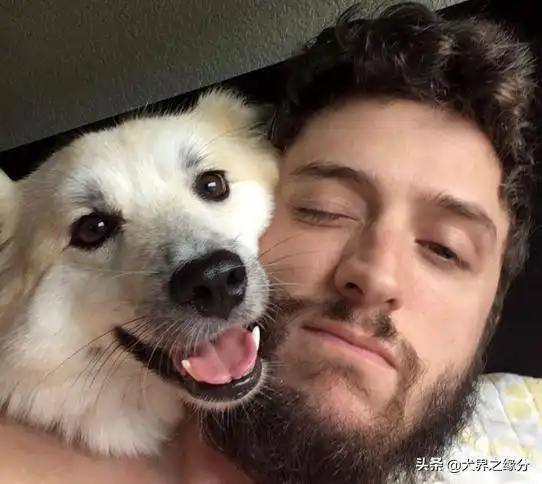  爱犬夫妇8年收养400只狗狗,家里虽然喧闹,但是充满了爱