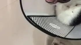  搞笑狗狗吃柠檬的呆萌表情笑尿