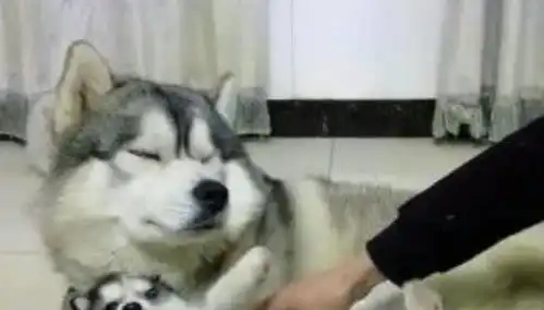  哈士奇父子作妖主人作势要杀狗,小哈挣扎,大哈的表情亮了