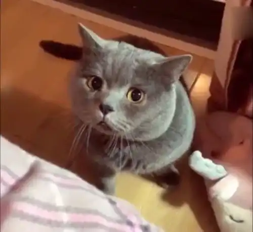 自从婆婆回去之后,猫咪就用这副表情看着我,我这是被嫌弃了吗 自从婆婆回去之后,猫咪就用这副表情看着我,我这是被嫌弃了吗