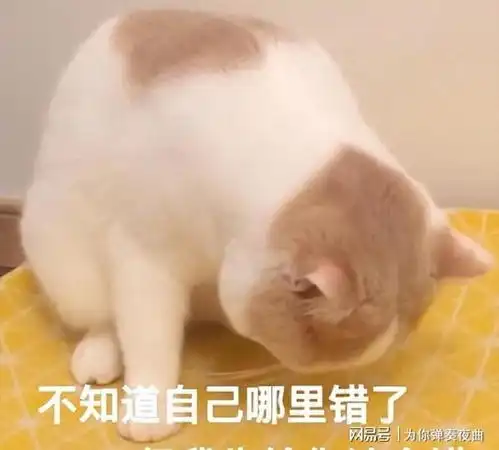  猫咪这几个行为,其实在向你道歉,很多人还不知道