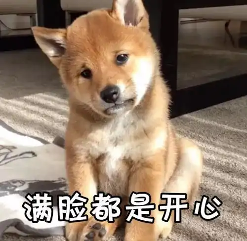 有的人虽然双11破产了,但依旧是表情包大户