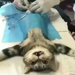  我要上热门我要粉丝,我要上热门猫咪成长记哈哈,这三三的美拍