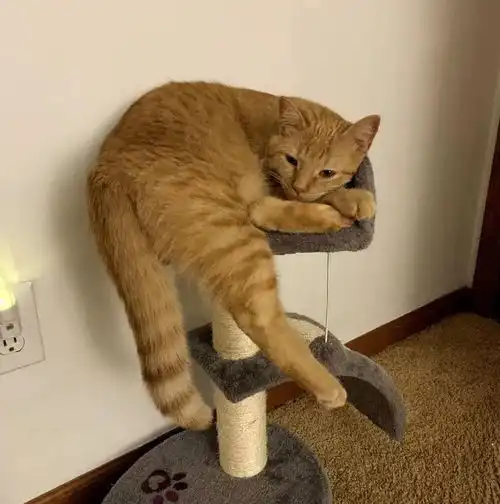 猫的报恩流浪小橘猫在雨天被救下后,和主人一起帮助更多的猫咪 猫的报恩流浪小橘猫在雨天被救下后,和主人一起帮助更多的猫咪