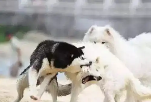  阻止自家汪打架斗殴,怎样才能不怂