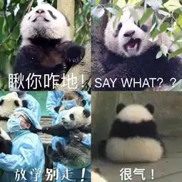  招募大熊猫保护清明小长假,来把滚滚做成表情包吧