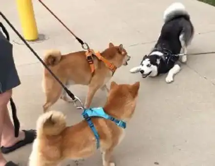  腾讯内容开放平台