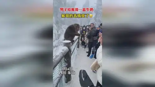  小伙给峨眉山猴子一盒牛奶,猴哥的表情亮了
