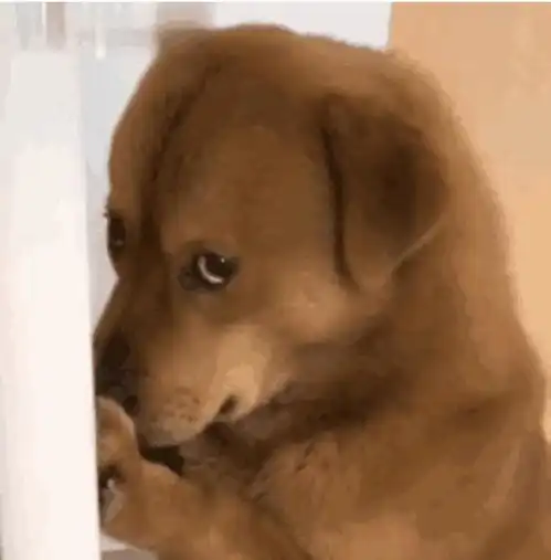  最委屈网红狗主人否认虐待动物医生小胖与主人相处模式很奇怪