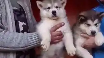 狗托表情包老爸