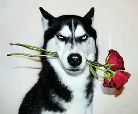  一组哈士奇不屑表情包,请收藏