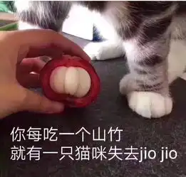 担心表情包猫咪台风