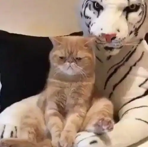  主人给加菲猫买了个玩偶,它再也不嘚瑟了,一脸生无可恋的表情